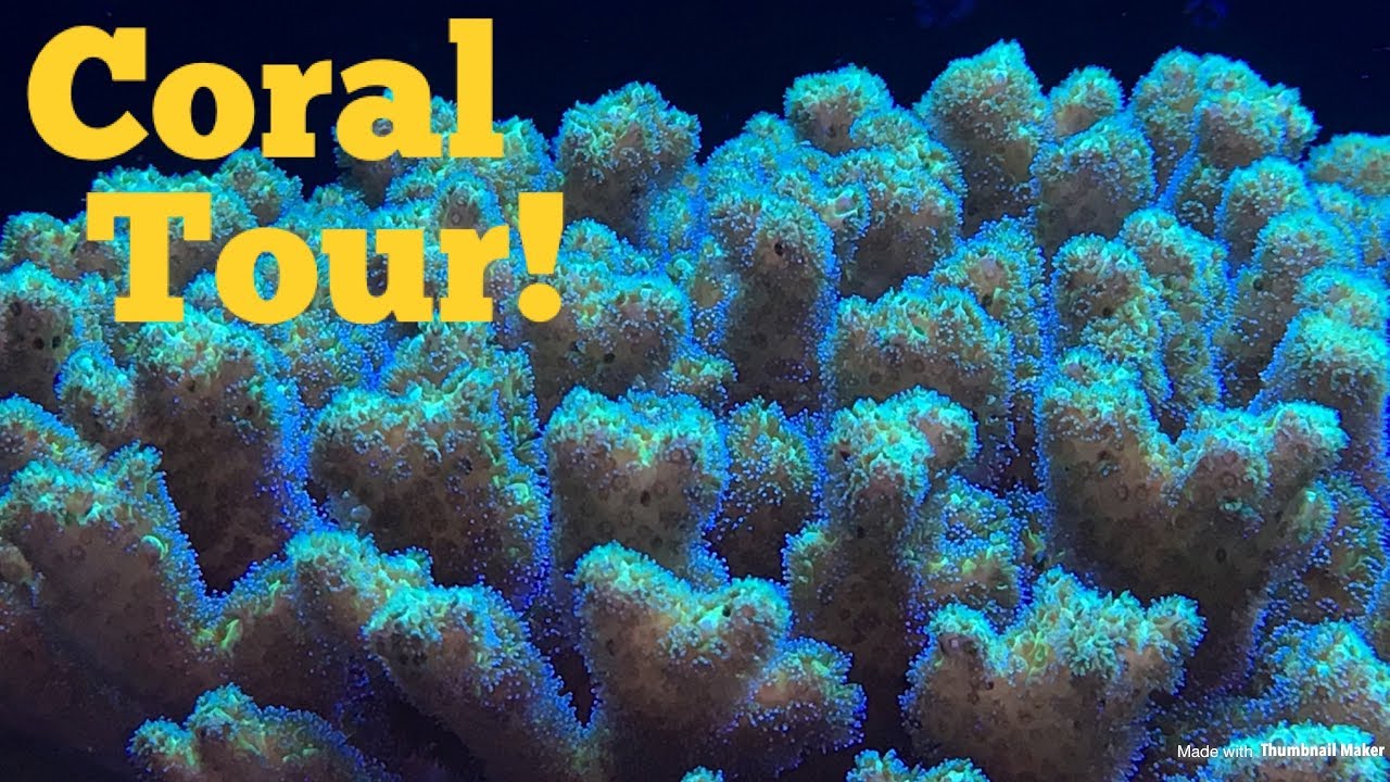 upload image 165 Gallon Coral Tour!! Part 1
