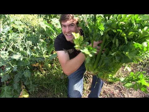 long beans calories GIANT Celery and Wildlife Abound | MIgardener