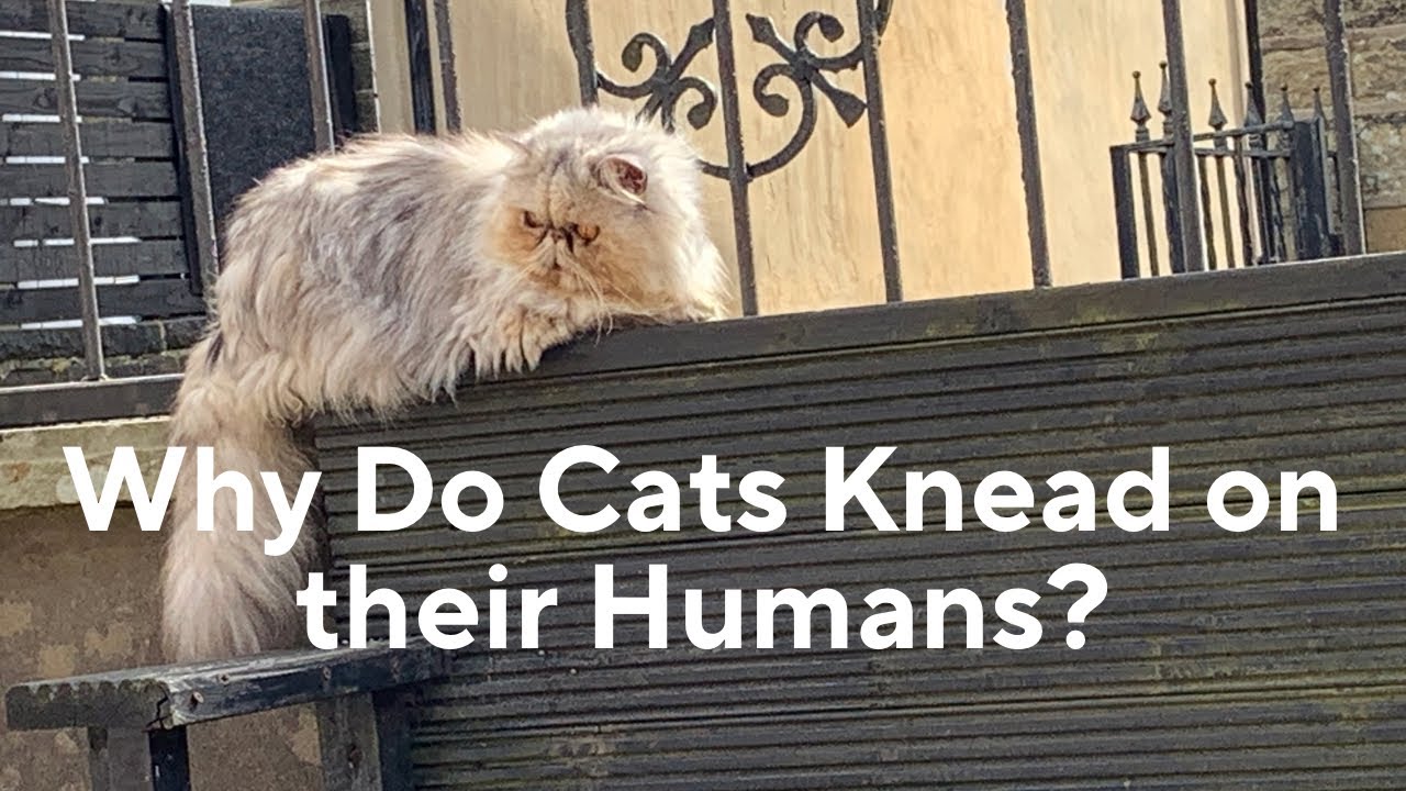 Why Do Cats Knead on their Humans? YouTube
