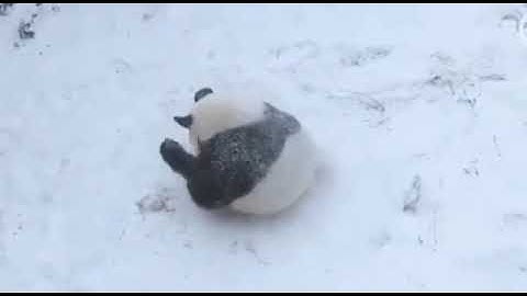 panda cub plays in the snow for the first time