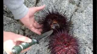 Chefs Paradise Sonora Island