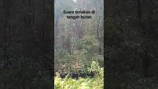 terekam suara teriakan di hutan angker #gunung #ceritagunung #pendaki #gunungmistis #shorts #subscr