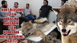 KÖPEKLERİN BOĞDUĞU KURDU EŞEGİN ARKASINA BAĞLADIK ORTALIK KARIŞTI ! KURT, KANGAL YAŞANMIŞ OLAYLAR 14