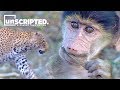 Even baby baboons are on the menu in the Savannah | Animal Docs | Growing Up in The Savannah