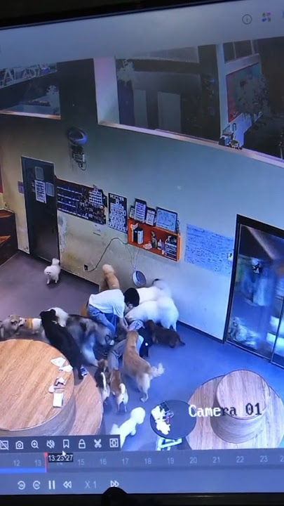 dogs swarm a woman who fell!!! #fypyoutube #pets #unexpectedevent