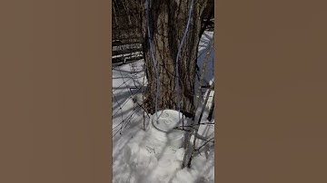 Tapping maple trees