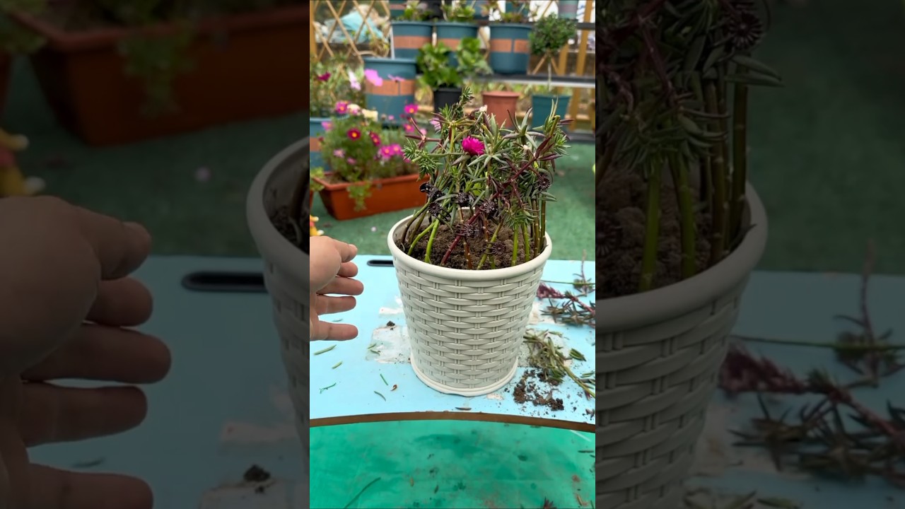 Skills plant Portulaca flower growing in pots #shorts #viralvideo #plants #gardening