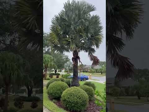 Video: Bismark palma ağaclarının əkilməsi üçün bələdçi - Bismark palma ağacına necə qulluq etməli