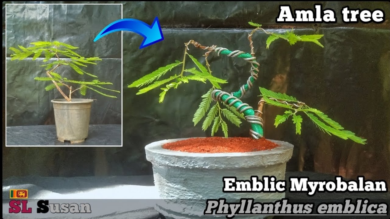 how to make  amla tree bonsai | bonsai story 40