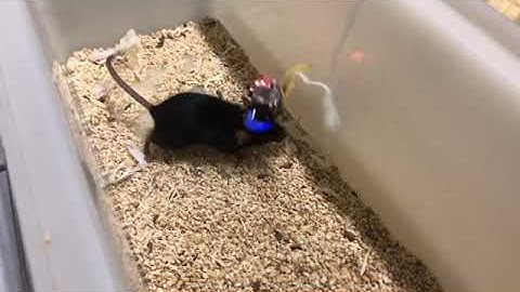 Mouse with miniscope
