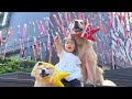 立派な鯉のぼりを愛犬達と見に行ったらこうなりました...