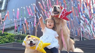 立派な鯉のぼりを愛犬達と見に行ったらこうなりました...