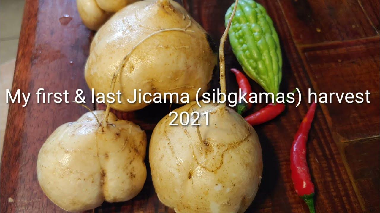 Amazing Jicama harvest for an afternoon snack! YouTube