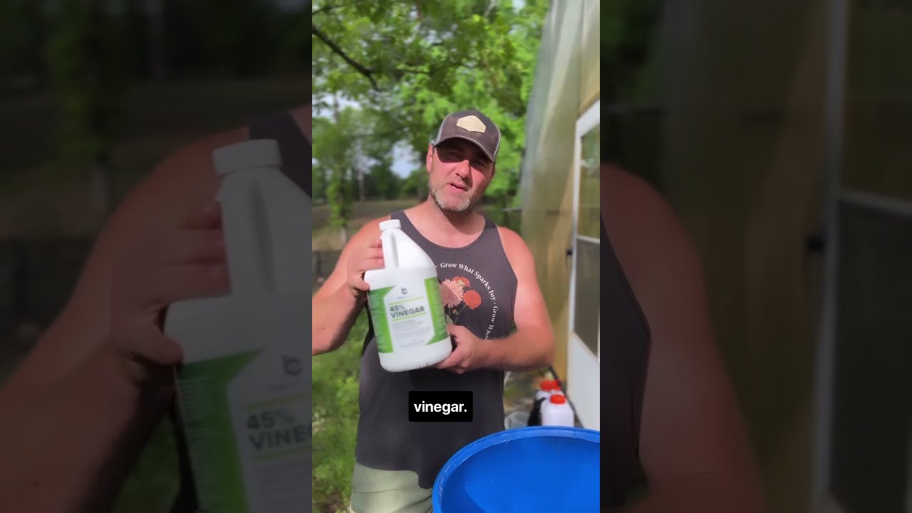 Try This Homemade Miracle Weed Killer Recipe 