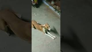 பெரிய பொய்#பப்பு#funny #fun #cute pet#comedy #entertainment #kaviraman #namma channel Kavi