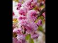 #sakuratree #sakura #сакура #frühlingsblumen #springflowers #blumenliebe #flowerlove