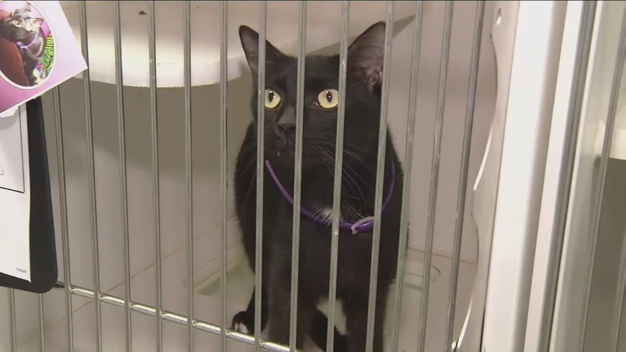 Animal shelters at capacity