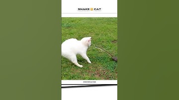 Cat vs Snake… But It’s Just a Reflection?! 😳😂