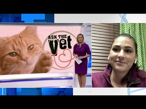 فيديو: Cat Health 101: هل تعرف هذه العلامات الخفية الـ11 لمرض القطط؟