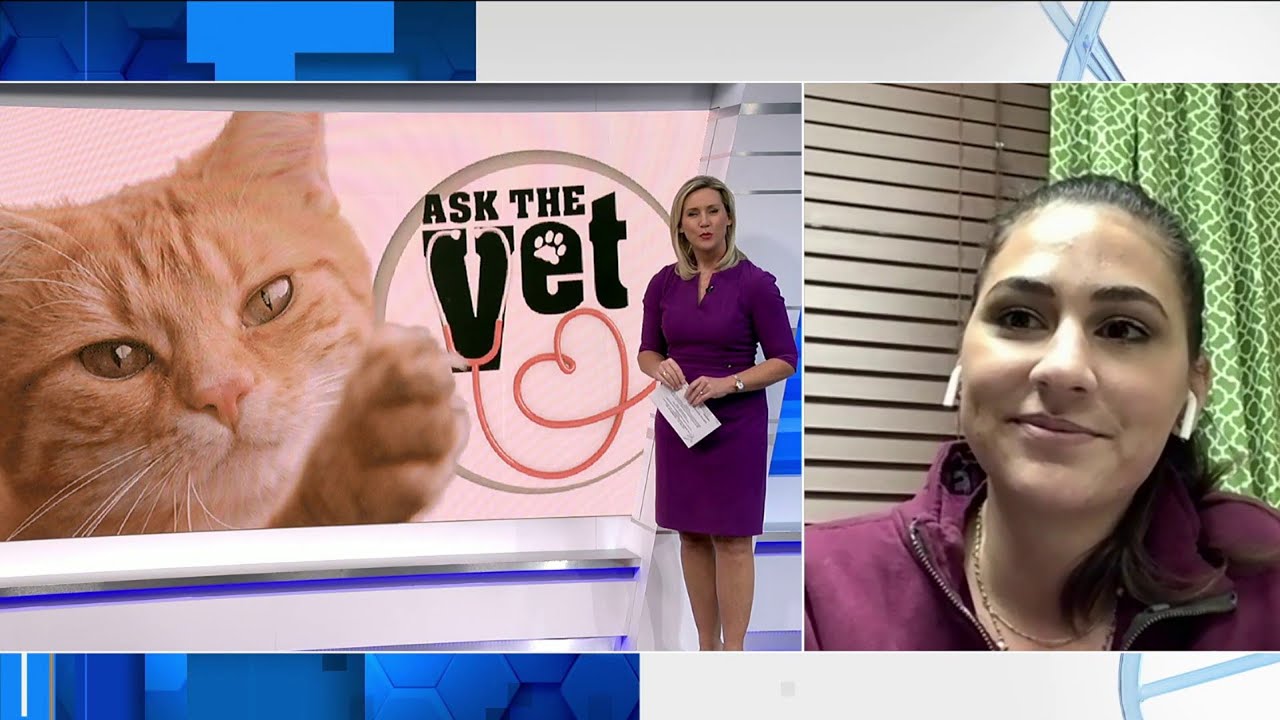 Ask The Vet: Hip Dysplasia In Pets - YouTube