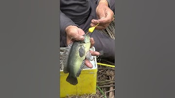 Toàn là cá rô đồng mà to quá trời/ Shots Ông Lượm Fishing