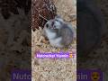 Hamsters first time cracking Peanuts #funnyhamsters #hamsterfood #hamstertreats #cutehamsterdoing
