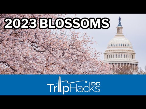 Video: Cherry Blossoms Karten für Washington, DC