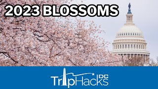 Washington DC 2023 Cherry Blossom Info 🌸