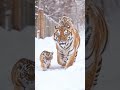 Cats| big cats| tiger cats| tiger family
