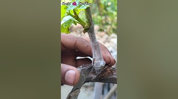 I GRAFTING GRAPE VINE TREE,SUCCES GRAFTING OF VINE TREE RESULT 100%|GRAFT VINE PLANT