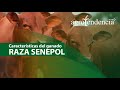 Bondades de la raza bovina SENEPOL | Ideal para la ganadería doble propósito