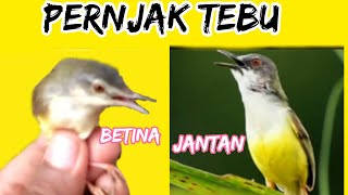 Download Lagu PERNJAK TEBU JANTAN DAN BETINA MP3