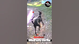 शिंदेवाडी करांचा "खलनायक" / Surlichi Blackyy / #shorts #नाद #blackyy #trending #greyhounds #youtube thumbnail