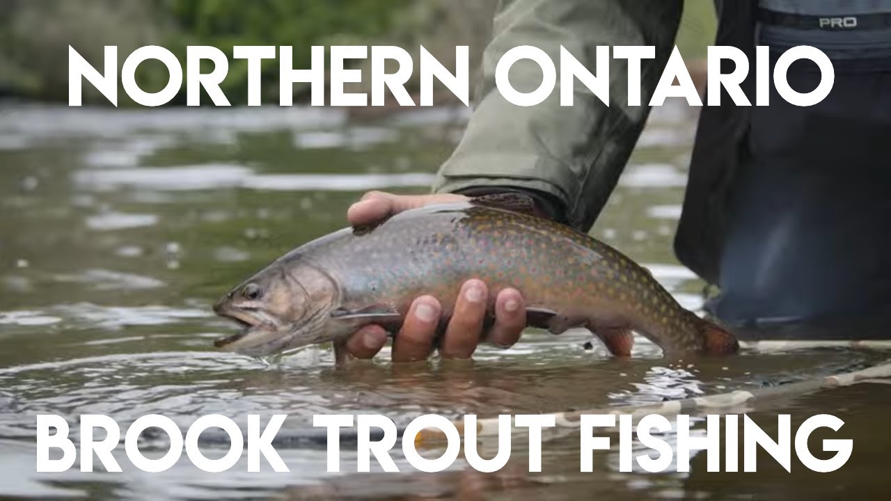 Northern Ontario Small River Brook Trout Fishing @newflyfisher