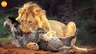 BRUTAL Moments When Male Lions Attacked Their Prey | Lion vs Human