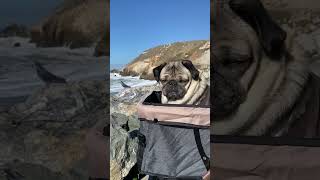 What Is This Pug Thinking About?