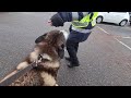 Traffic Warden gets hassled by a Husky