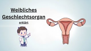 Female reproductive organs explained – structure & functions made easy to understand