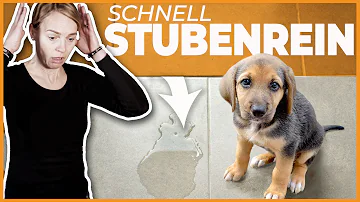 Wie bringe ich meinem Hund bei nicht in die Wohnung zu machen?