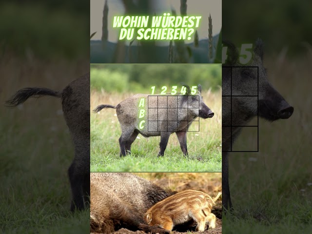 ✅ Wohin würdest DU schießen? Schreib es in die Kommentare! #jagd #jagen #jagdschein #jungjäger class=