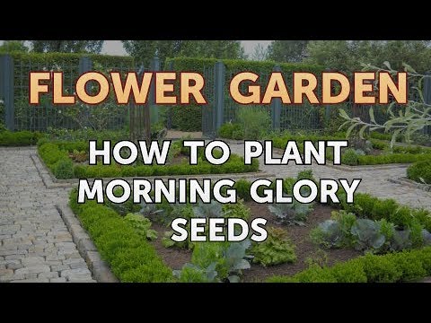 Video: Morning Glory Søtpotet (31 Bilder): Planting Av Frø Og Omsorg For En Flerårig Plante, Bruk I Landskapsdesign Og Dyrking Innendørs, Varianter Med Utskårne Blader