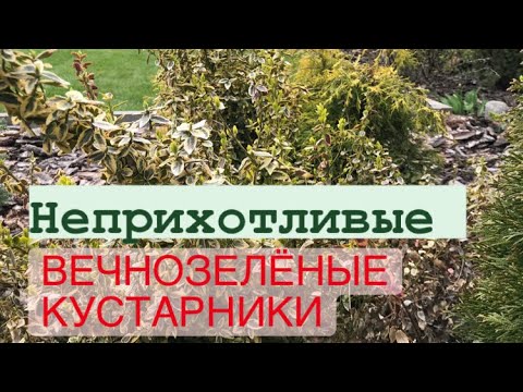 СУПЕР декоративные и