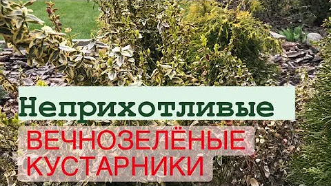 СУПЕР декоративные и вечнозелёные кустарники круглый год ‼️👌💯