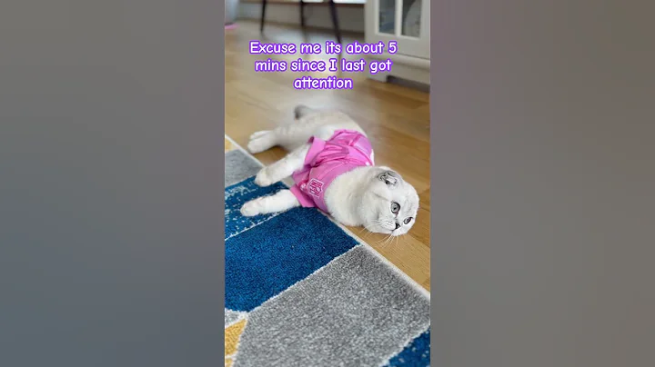 Video 7907421: fold cat scottishfold, cats kittens scottishfold cutecat, kitty scottishfold kitten cat, scottishfold funny cutecat kitten, cute kitty scottishfold kitten