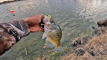 WINTER CRAPPIE Fishing From The Bank!