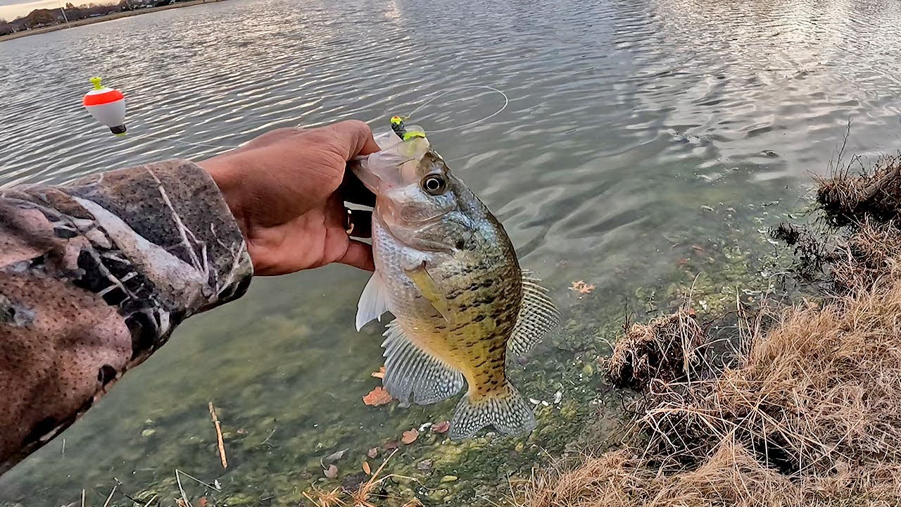 Зимняя ловля окуня с берега!