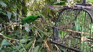 Keseruan mikat burung dihutan banyuwangi