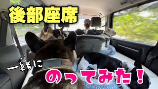 フレンチブルドック6頭が車に乗っているとこんな感じ