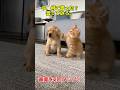 うるさいって。黙って。 #犬 #猫 #教育的指導