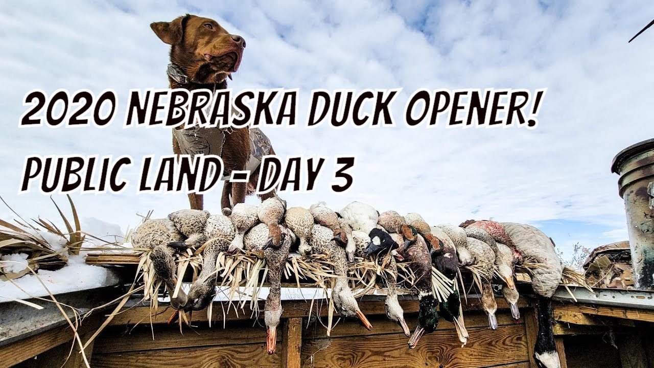 Duck Hunting 2020 Nebraska Day Three on Public Land! YouTube